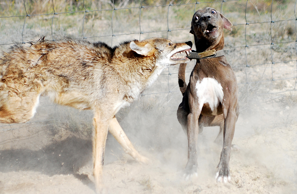 Lacy Dog versus coyote